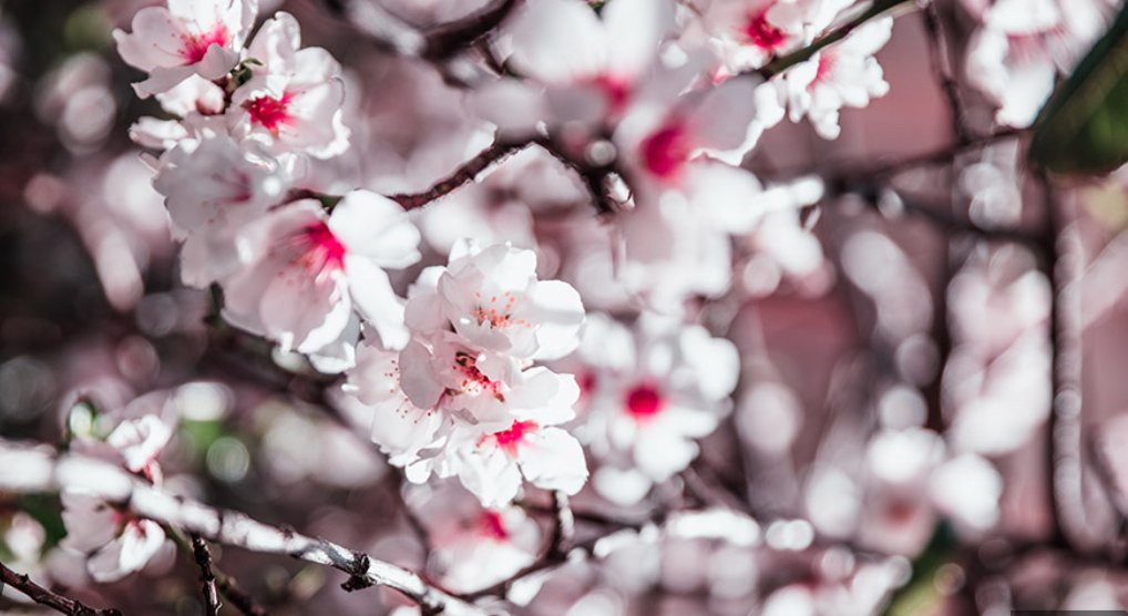 Fira de la Flor d'Ametler (Almond Blossom Fair)