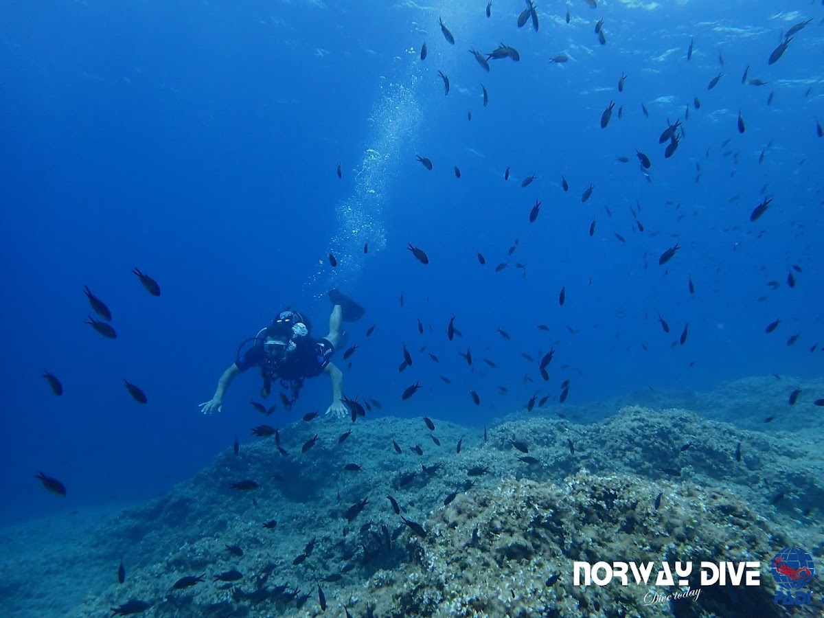 Norway Dive Mallorca - PADI 5 Star IDC Scuba Diving Center
