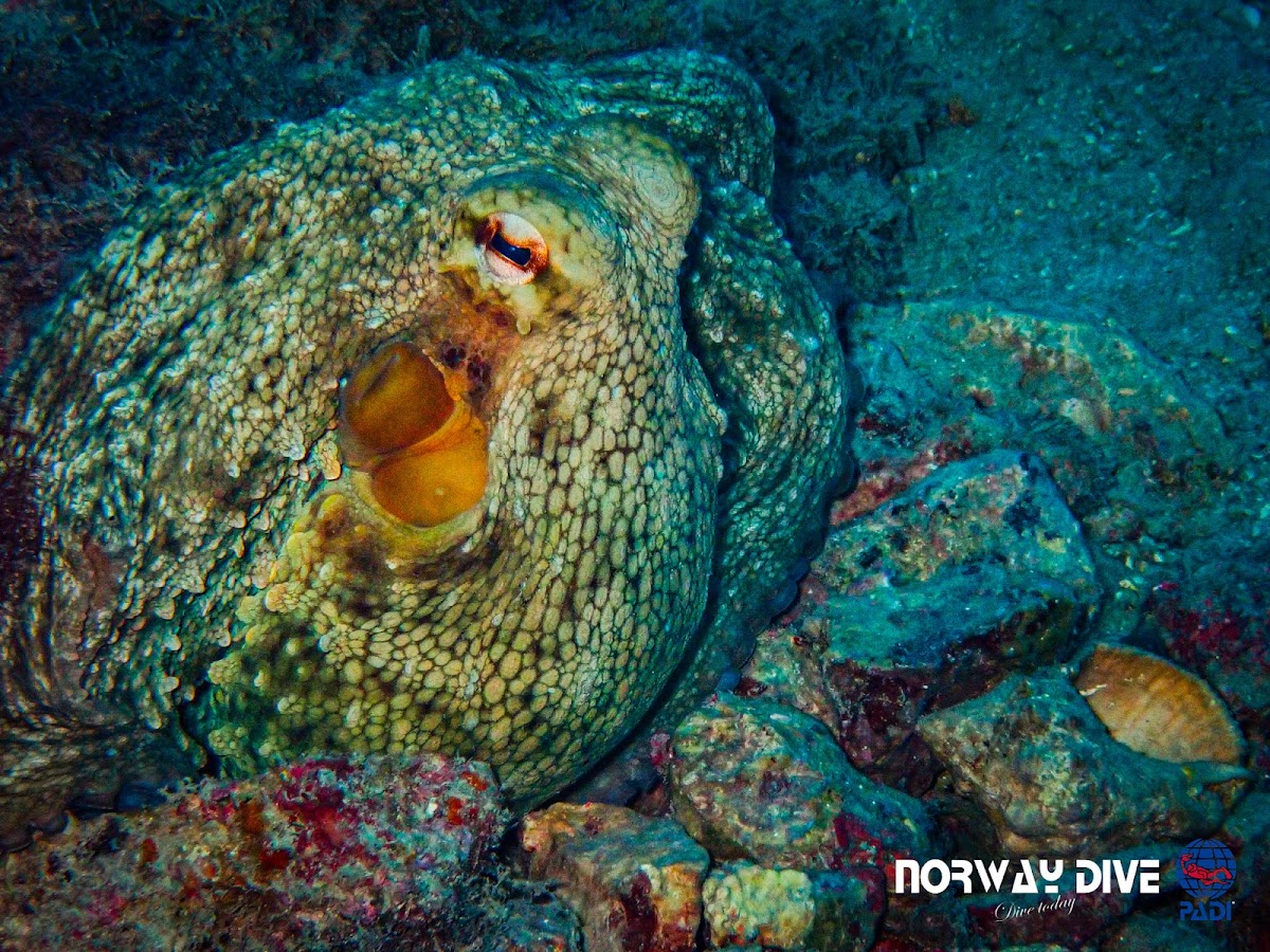 Norway Dive Mallorca - PADI 5 Star IDC Scuba Diving Center