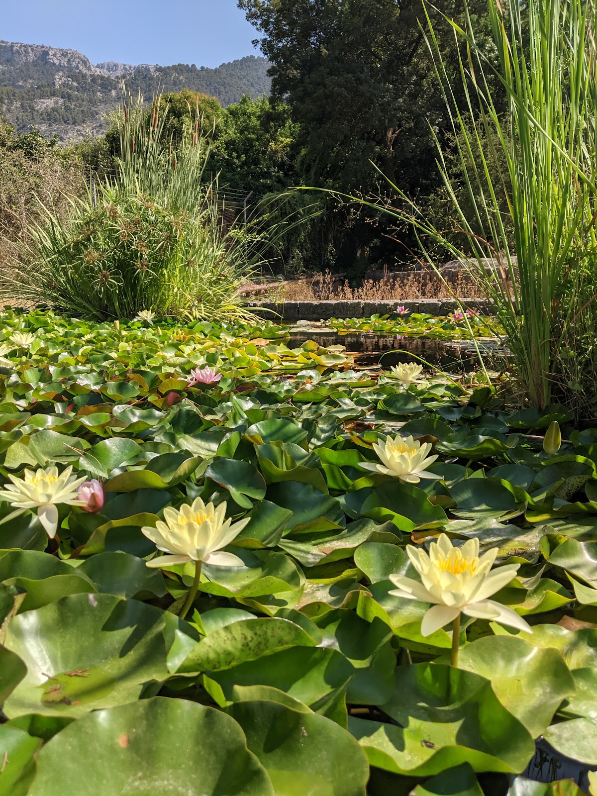 MUCBO | Jardí Botànic de Sóller