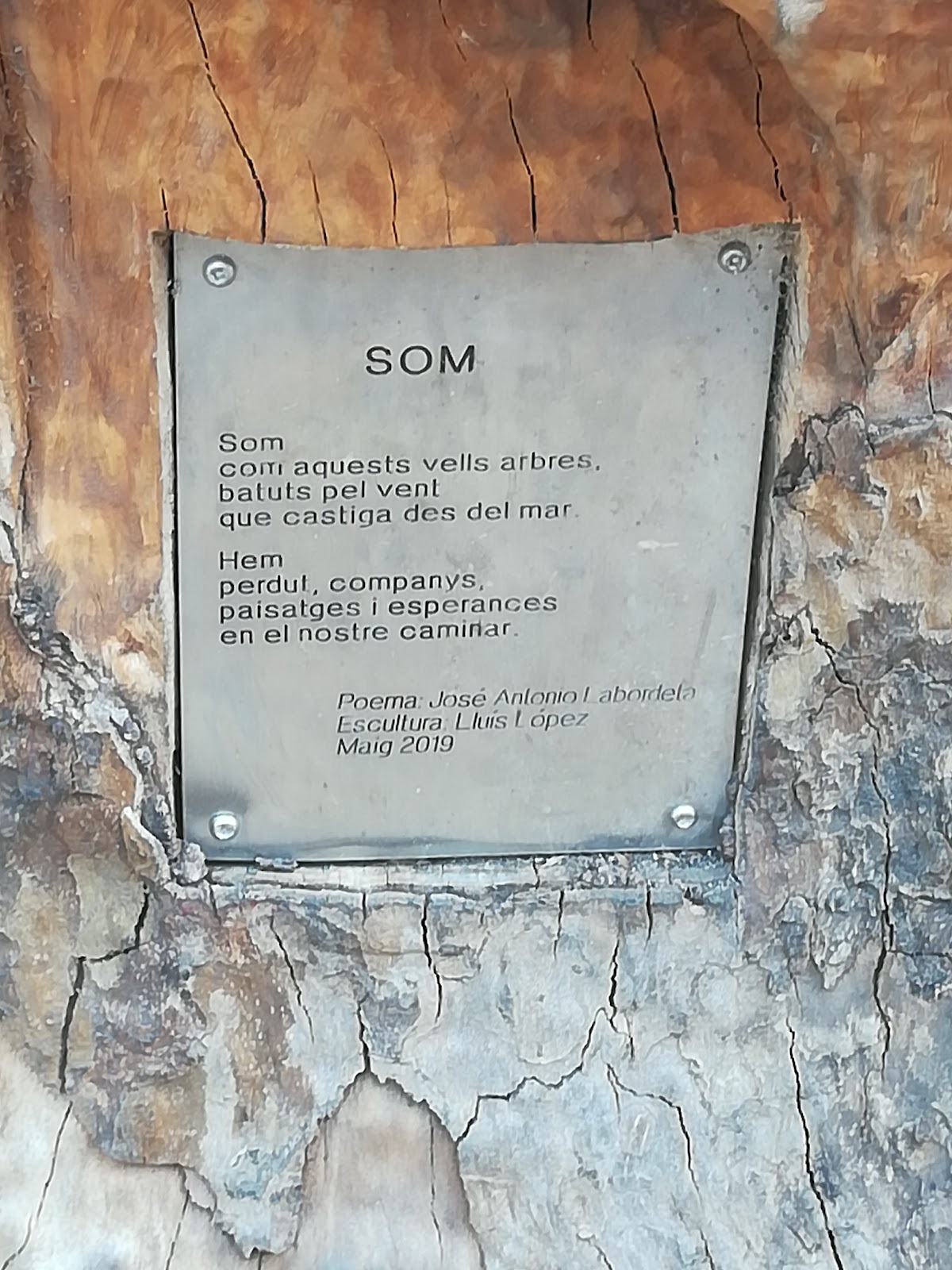 Arbre de Labordeta